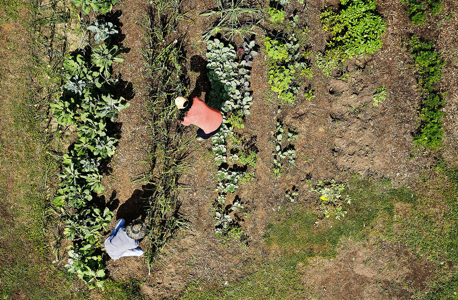 Hawkins farm aerial